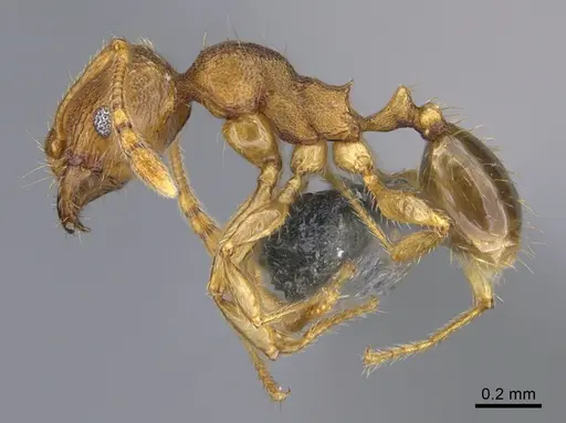 Pheidole parva - CASENT0923754