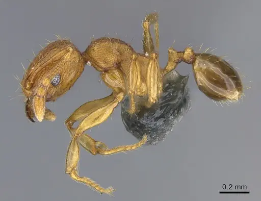 Pheidole parva - CASENT0923755