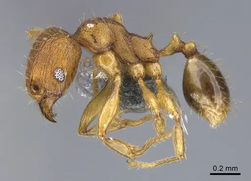 Pheidole parva - CASENT0923756