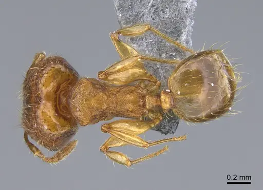 Pheidole parva - CASENT0923757