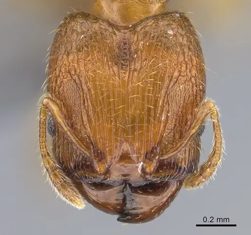 Pheidole parva - CASENT0923757