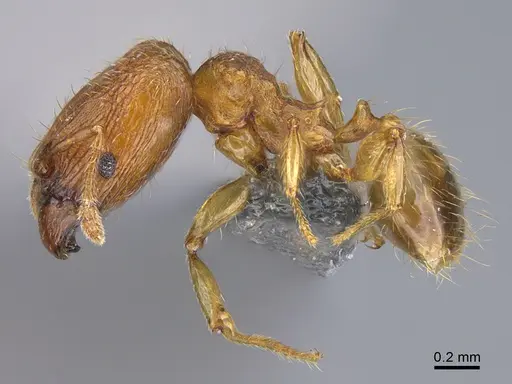 Pheidole parva - CASENT0923757