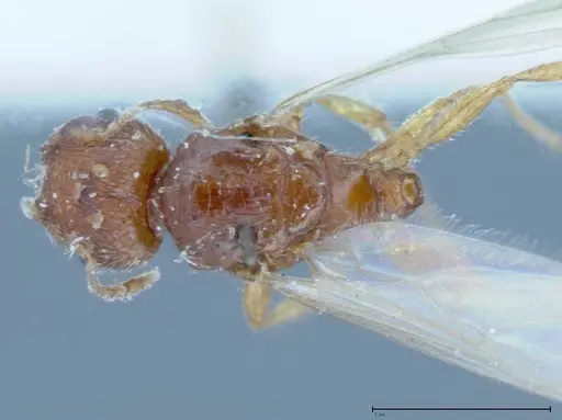 Pheidole parva - FOCOL0058