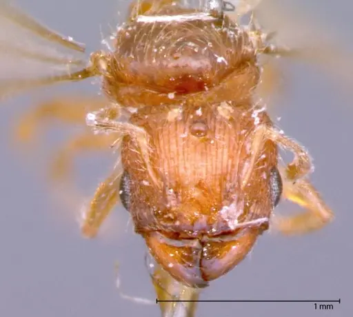 Pheidole parva - FOCOL0058