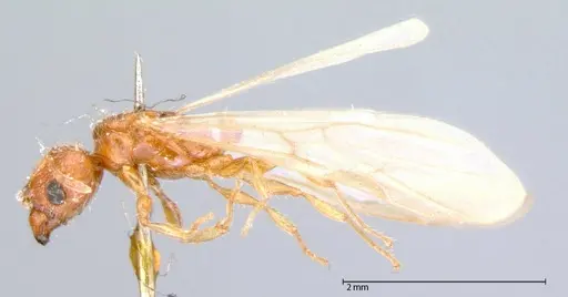 Pheidole parva - FOCOL0058