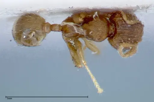 Pheidole parva - FOCOL0211