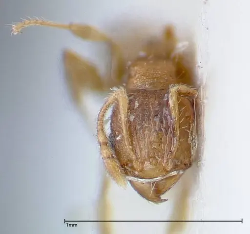 Pheidole parva - FOCOL0211