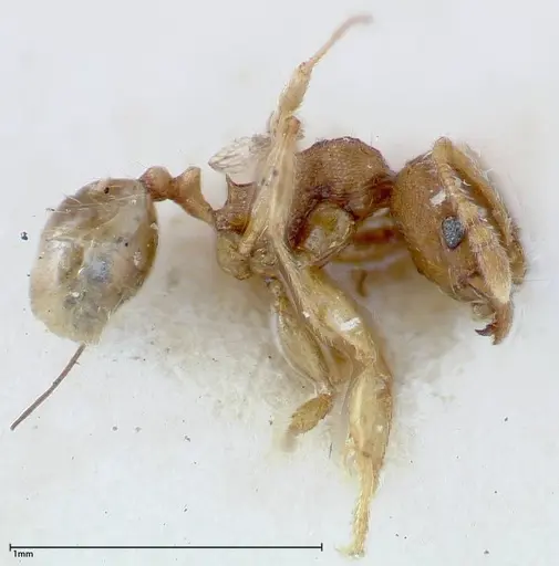 Pheidole parva - FOCOL0211
