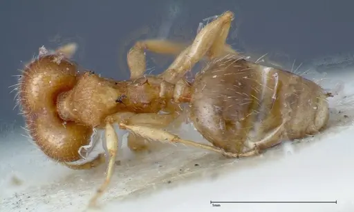 Pheidole parva - FOCOL0212