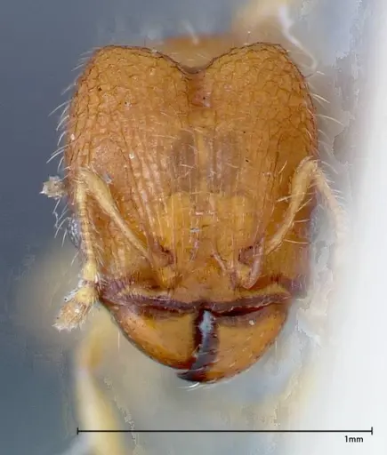 Pheidole parva - FOCOL0212