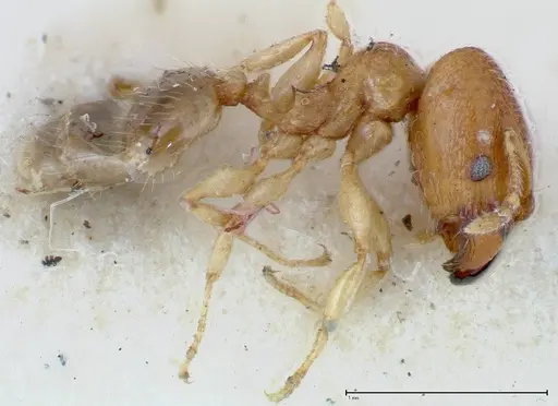Pheidole parva - FOCOL0212