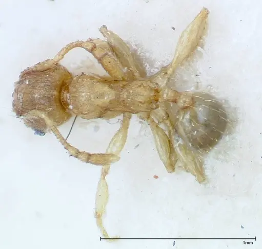 Pheidole parva - FOCOL0220