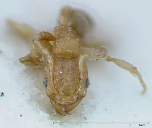 Pheidole parva - FOCOL0220