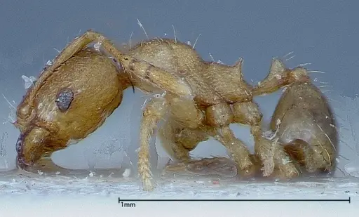 Pheidole parva - FOCOL0220