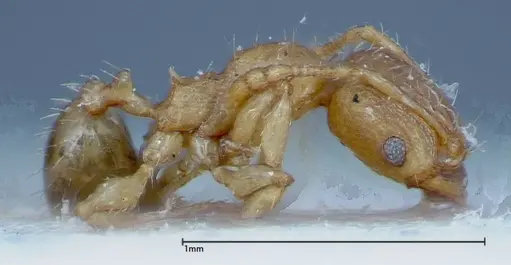 Pheidole parva - FOCOL0220