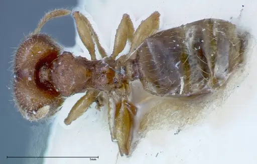 Pheidole parva - FOCOL0221