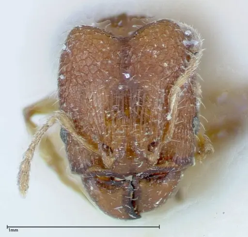 Pheidole parva - FOCOL0221