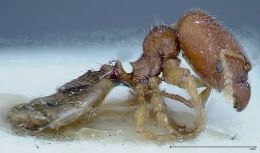 Pheidole parva - FOCOL0221
