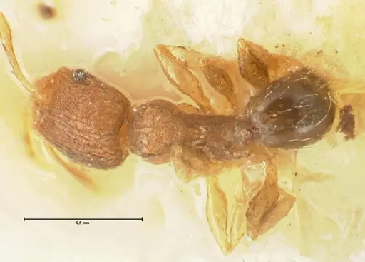 Pheidole parva - FOCOL1380
