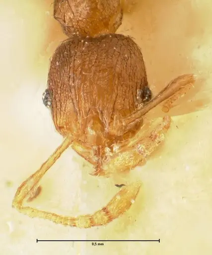 Pheidole parva - FOCOL1380