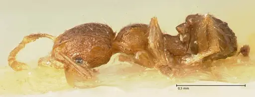 Pheidole parva - FOCOL1380