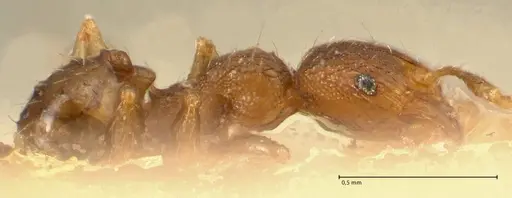 Pheidole parva - FOCOL1380