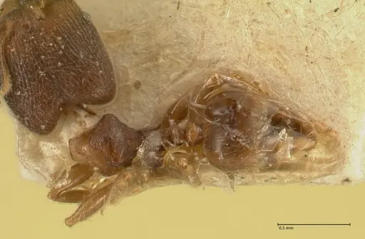 Pheidole parva - FOCOL1381