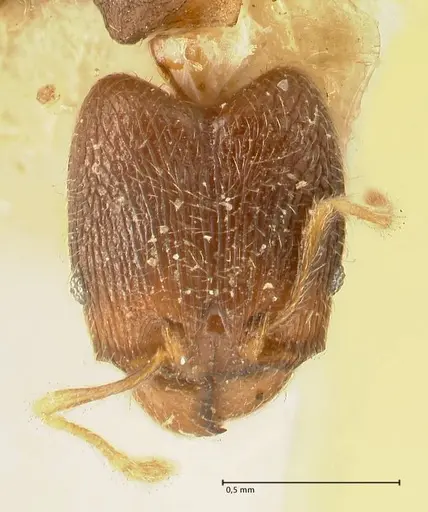 Pheidole parva - FOCOL1381