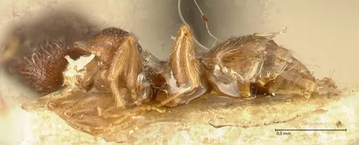 Pheidole parva - FOCOL1381