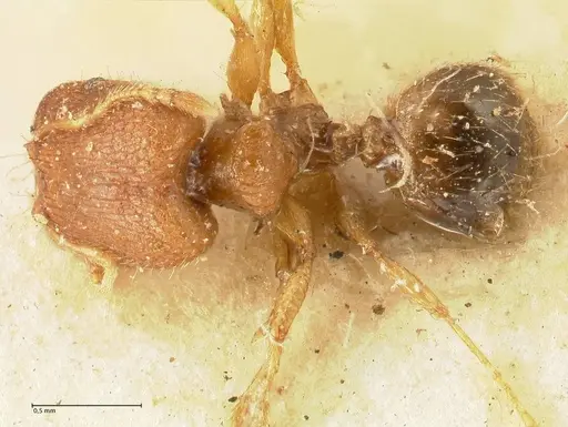 Pheidole parva - FOCOL1382
