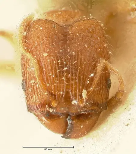 Pheidole parva - FOCOL1382