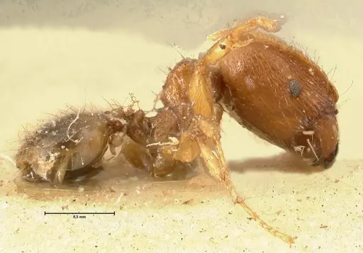 Pheidole parva - FOCOL1382