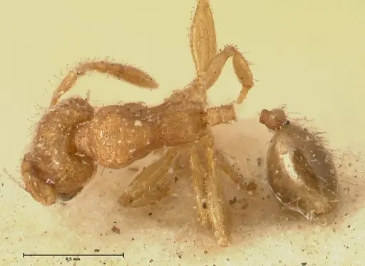Pheidole parva - FOCOL1383