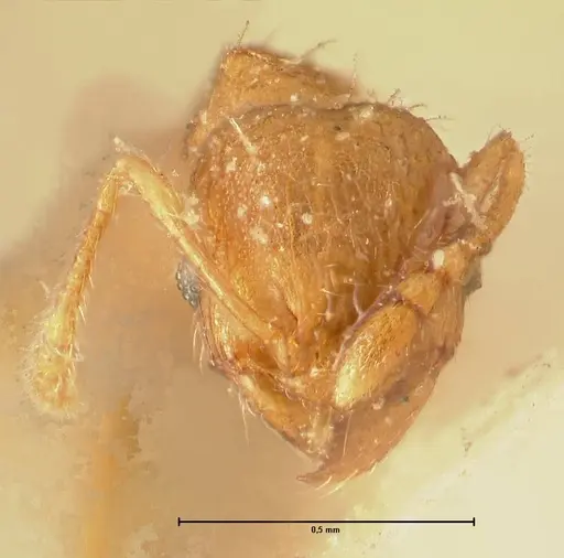 Pheidole parva - FOCOL1383