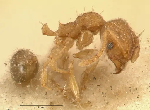 Pheidole parva - FOCOL1383