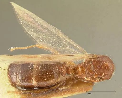 Pheidole parva - FOCOL1384