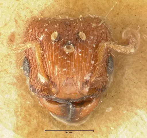 Pheidole parva - FOCOL1384