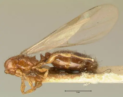 Pheidole parva - FOCOL1384