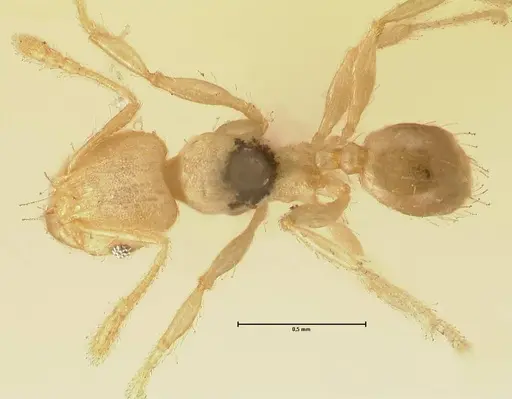 Pheidole parva - FOCOL1385