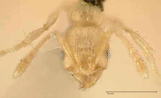 Pheidole parva - FOCOL1385