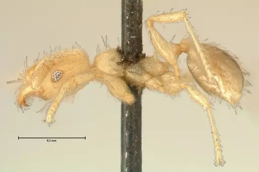Pheidole parva - FOCOL1385
