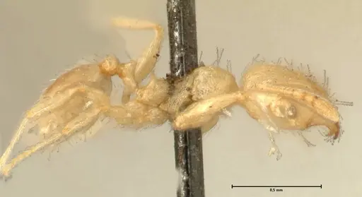Pheidole parva - FOCOL1385