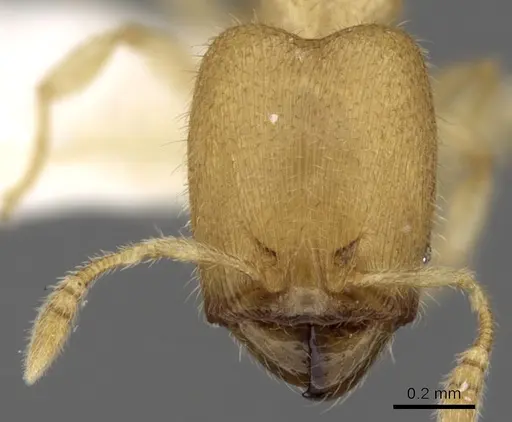 Pheidole parvicorpus specimen