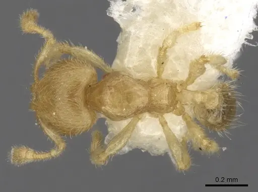 Pheidole parvicorpus - CASENT0281688