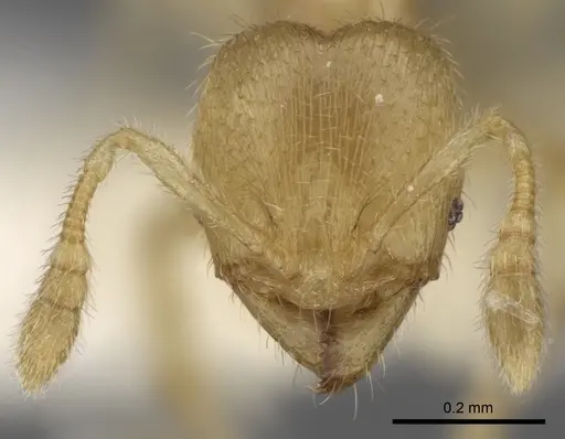 Pheidole parvicorpus - CASENT0281688
