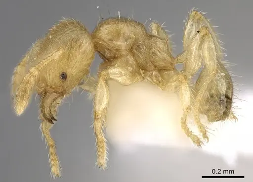 Pheidole parvicorpus - CASENT0281688