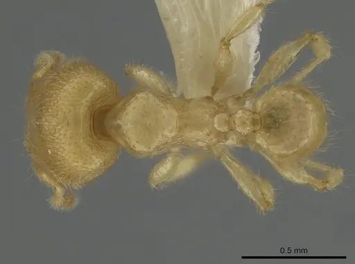 Pheidole parvicorpus - CASENT0634724