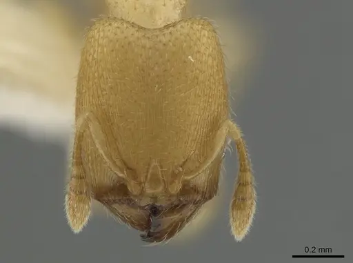 Pheidole parvicorpus - CASENT0634724
