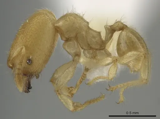 Pheidole parvicorpus - CASENT0634724