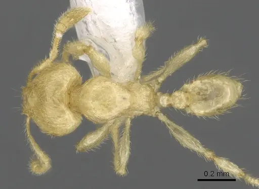 Pheidole parvicorpus - CASENT0901646